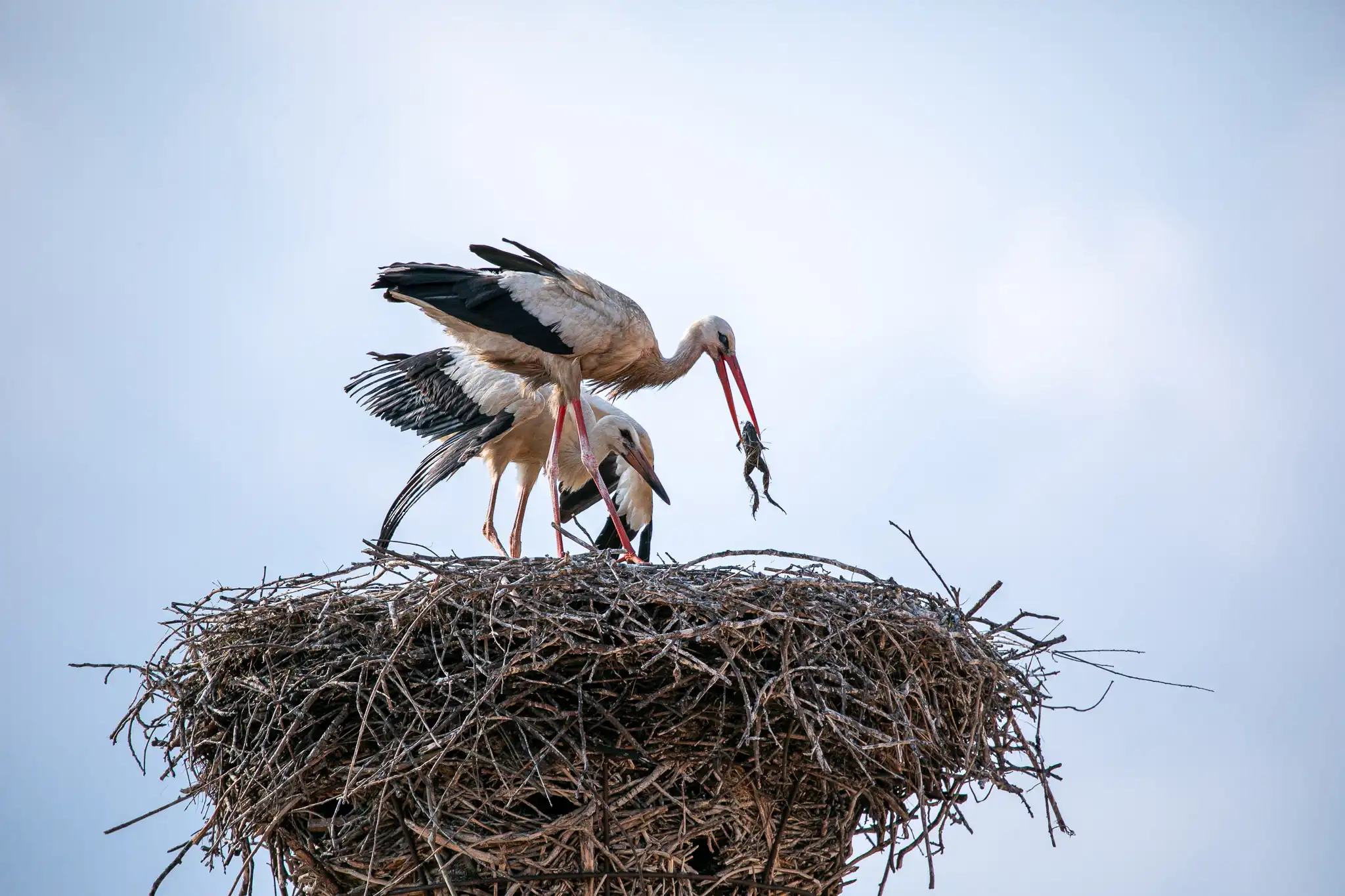 20240719-08_34_14__ZVMK1411 20240719-08_34_14__ZVMK1411