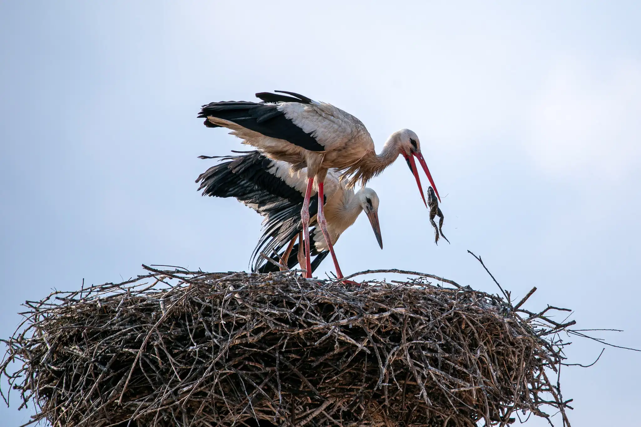 20240719-08_34_16__ZVMK1420 20240719-08_34_16__ZVMK1420