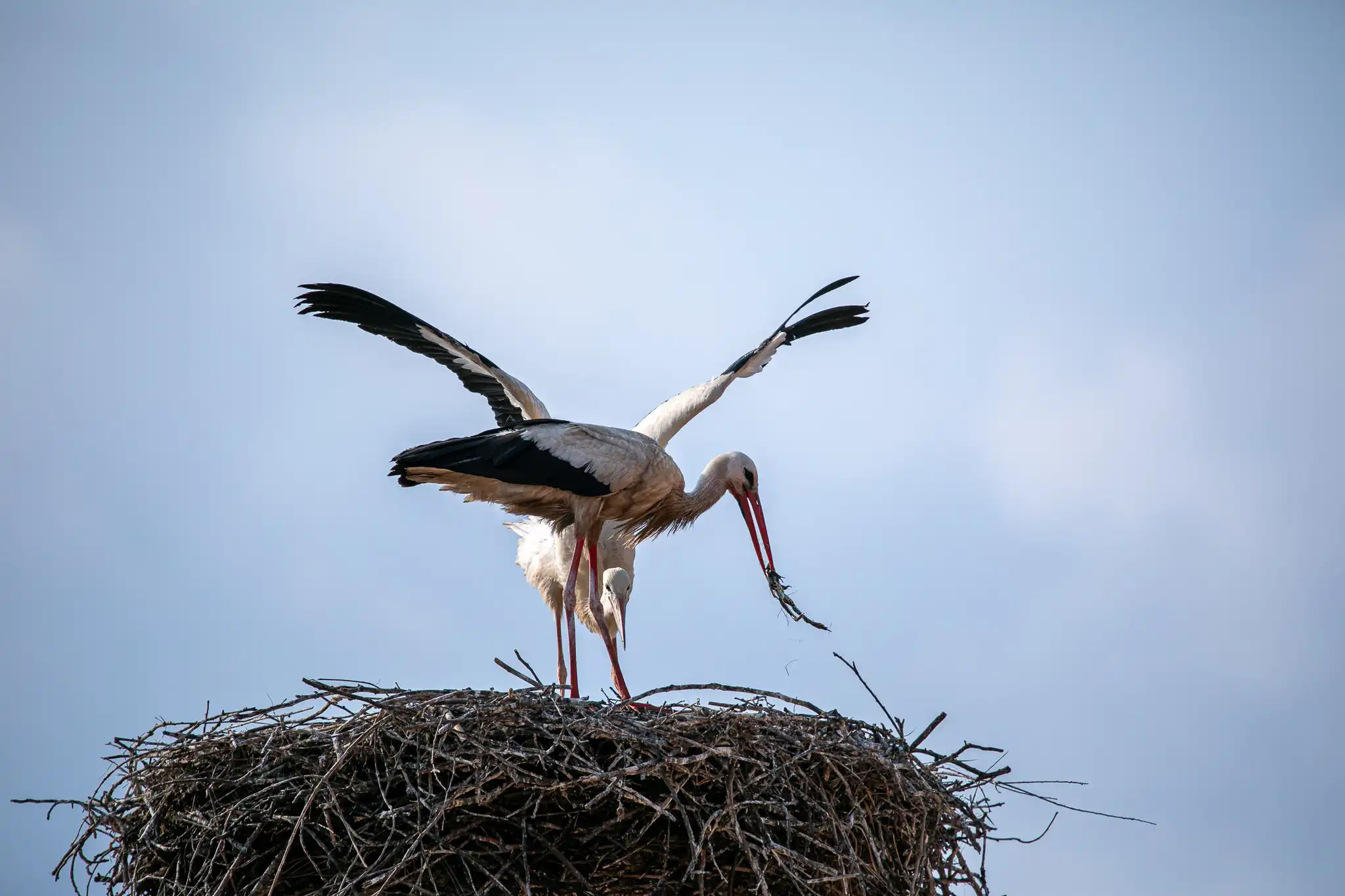 20240719-08_34_21__ZVMK1445 20240719-08_34_21__ZVMK1445