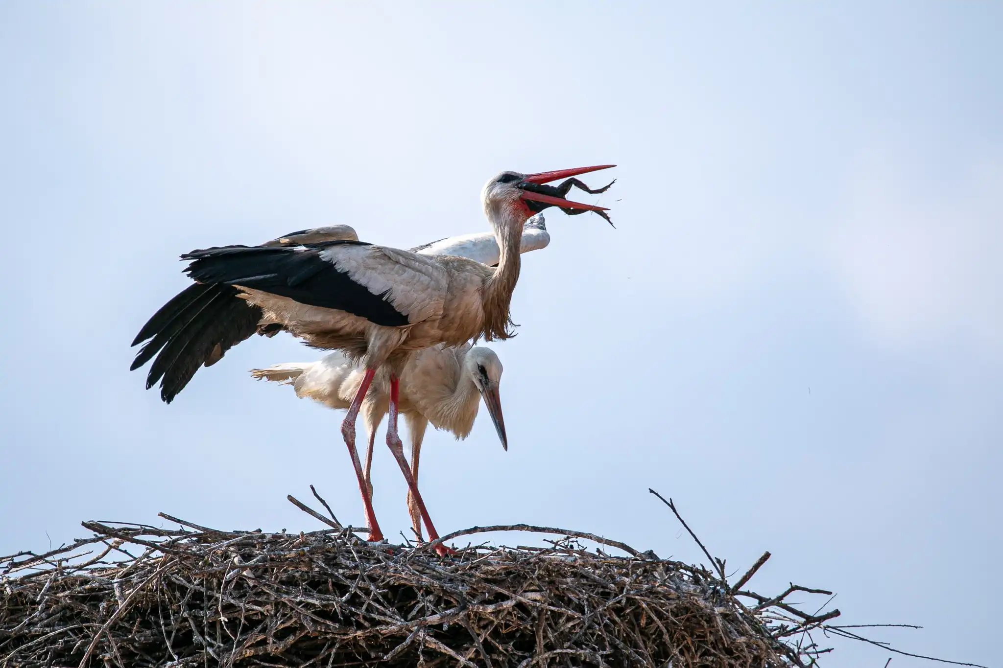 20240719-08_34_24__ZVMK1457 20240719-08_34_24__ZVMK1457