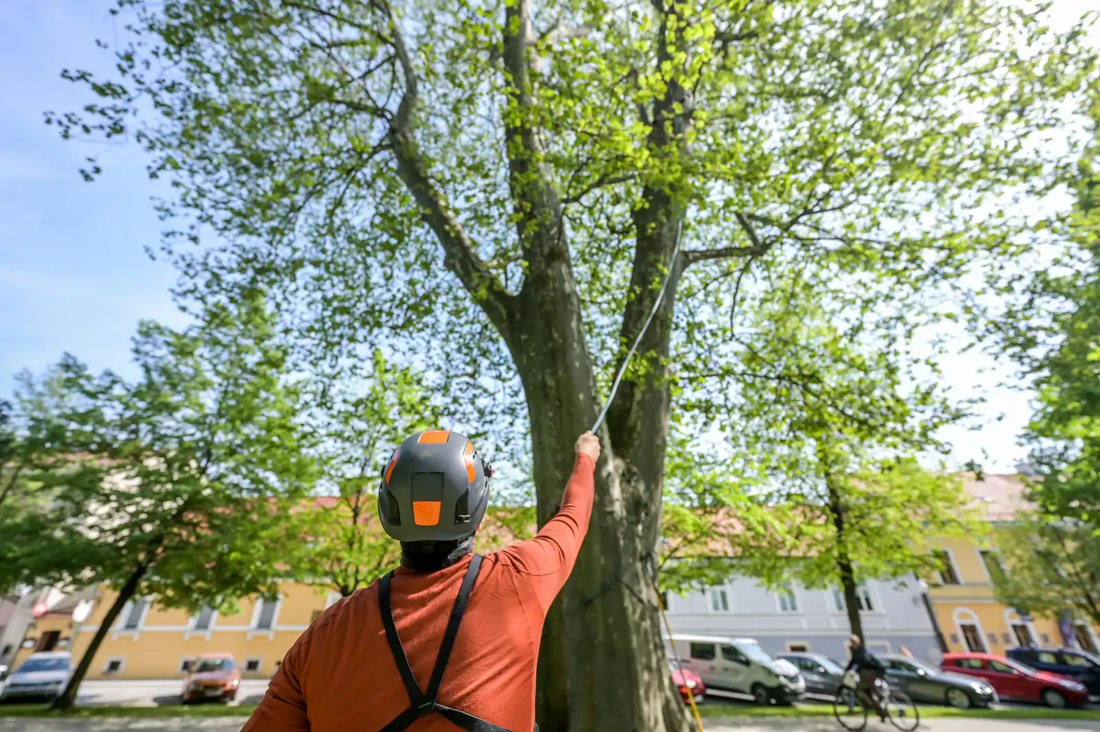 Radovi_na_stablima (10) Radovi_na_stablima (10)