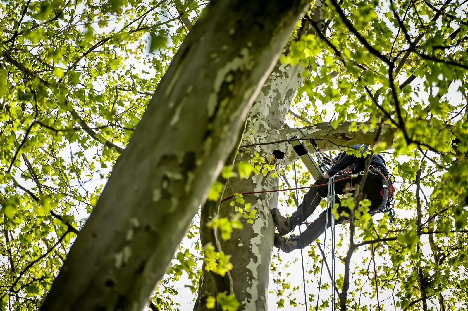 Radovi_na_stablima (28) Radovi_na_stablima (28)