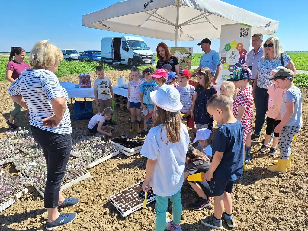 Sadnja Varazdinskog zelja (10) Sadnja Varazdinskog zelja (10)