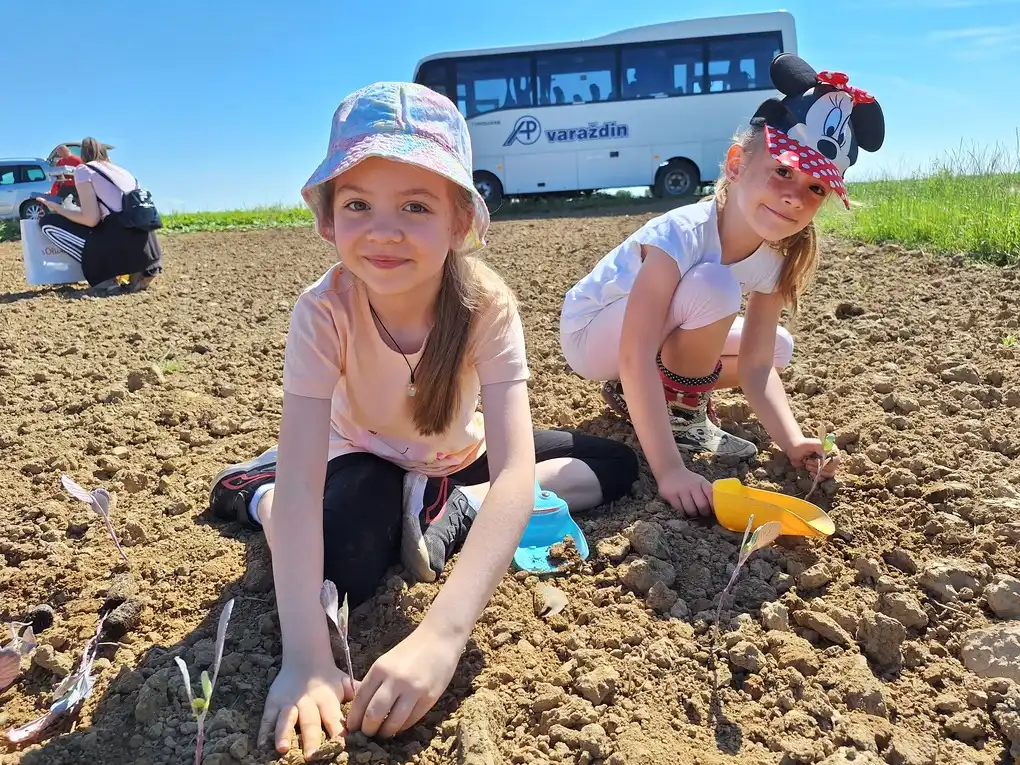 Sadnja Varazdinskog zelja (12) Sadnja Varazdinskog zelja (12)