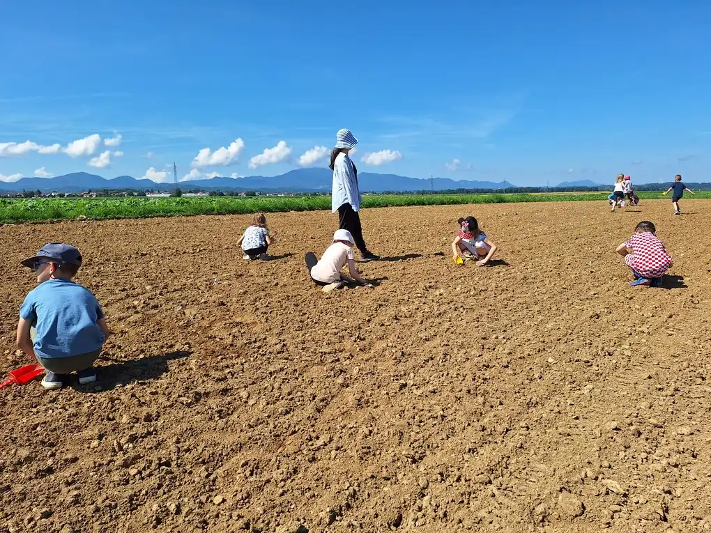 Sadnja Varazdinskog zelja (15) Sadnja Varazdinskog zelja (15)