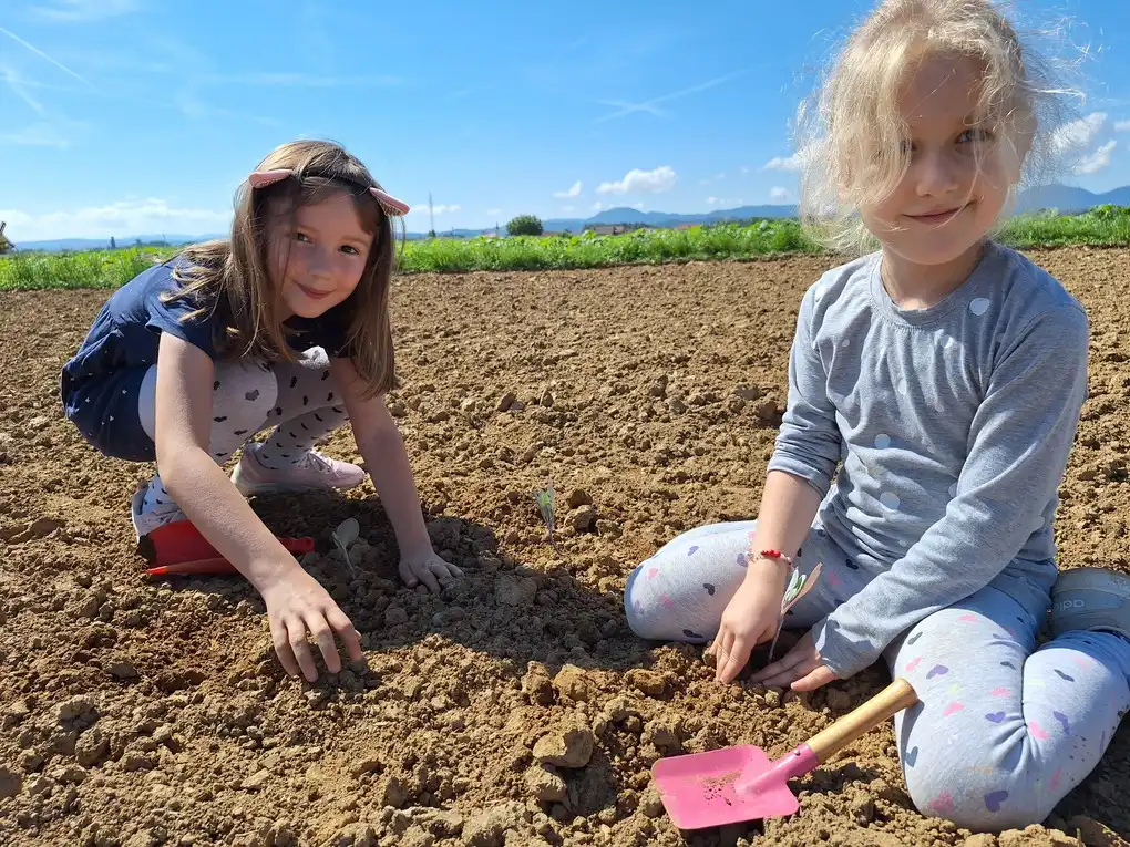Sadnja Varazdinskog zelja (16) Sadnja Varazdinskog zelja (16)
