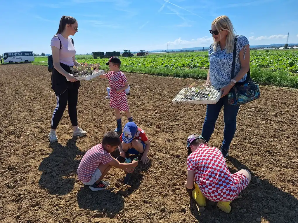 Sadnja Varazdinskog zelja (17) Sadnja Varazdinskog zelja (17)