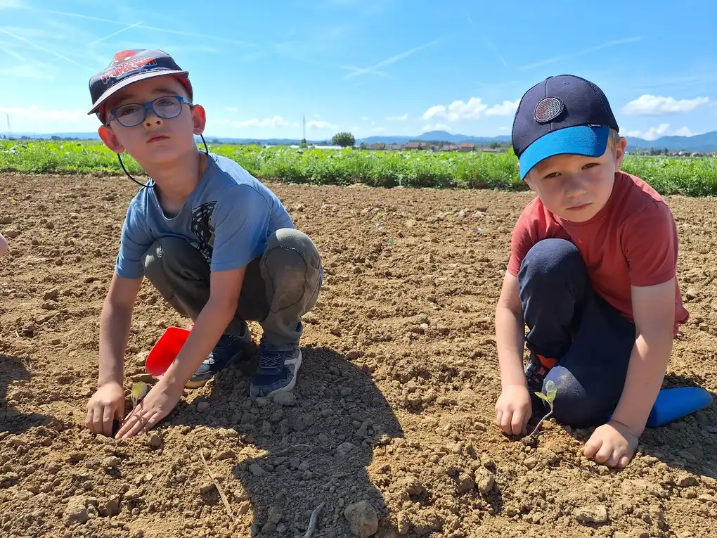 Sadnja Varazdinskog zelja (18) Sadnja Varazdinskog zelja (18)