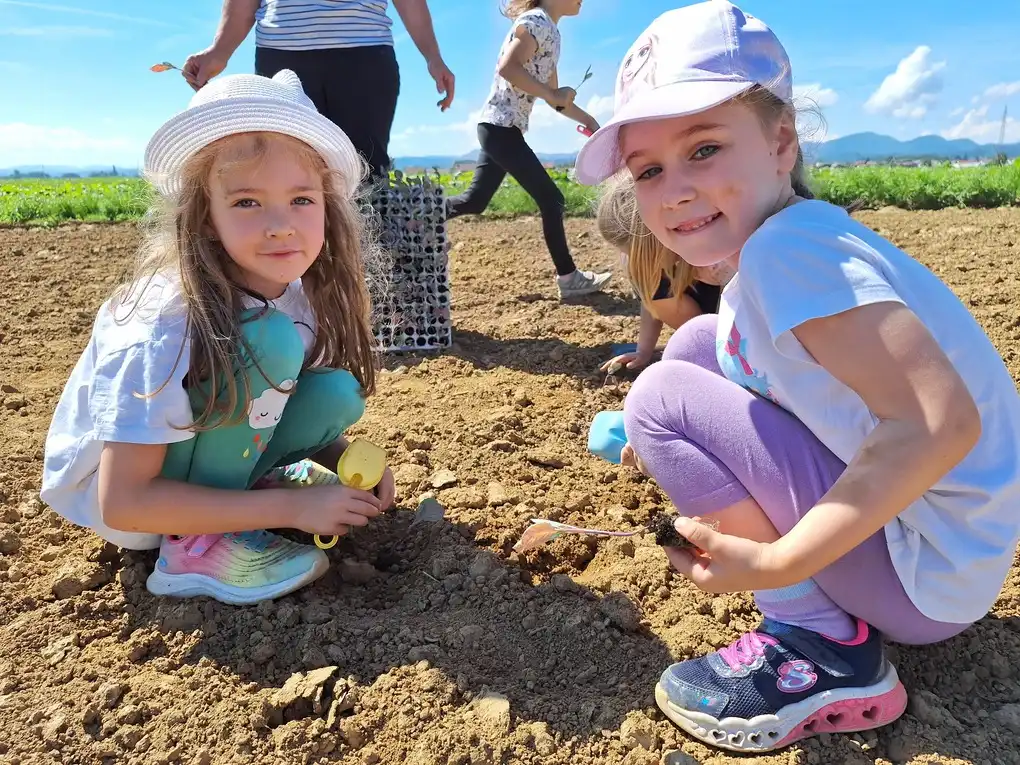 Sadnja Varazdinskog zelja (19) Sadnja Varazdinskog zelja (19)