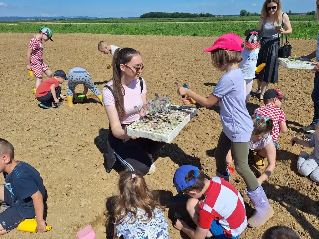 Sadnja Varazdinskog zelja (20) Sadnja Varazdinskog zelja (20)