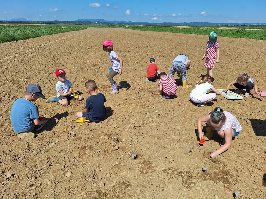 Sadnja Varazdinskog zelja (21) Sadnja Varazdinskog zelja (21)