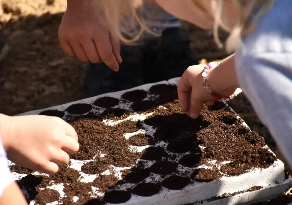 Sadnja Varazdinskog zelja (3) Sadnja Varazdinskog zelja (3)