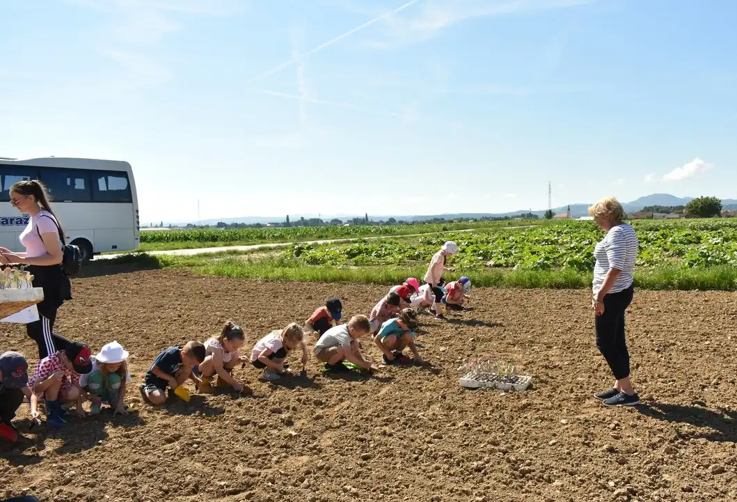 Sadnja Varazdinskog zelja (4) Sadnja Varazdinskog zelja (4)
