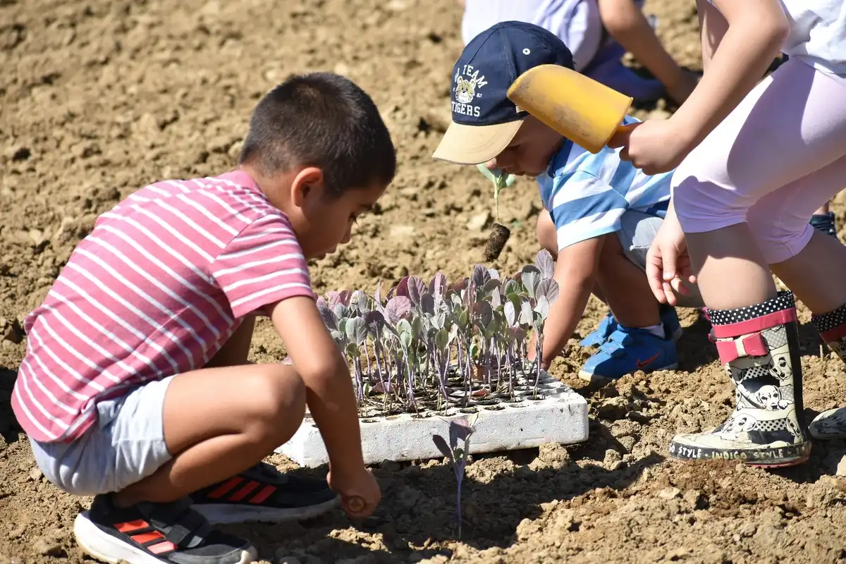 Sadnja Varazdinskog zelja (7) Sadnja Varazdinskog zelja (7)