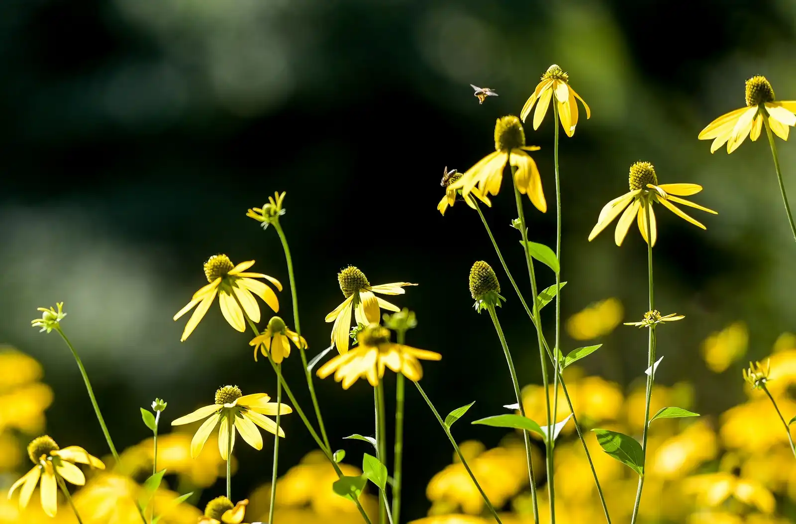arboretum_opeka_projekt_revitalizacije_2024 (6) arboretum_opeka_projekt_revitalizacije_2024 (6)