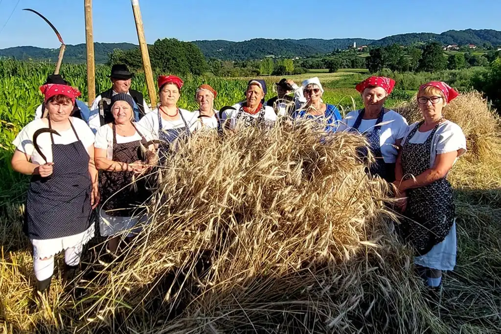 gvt ručna žetva raži (10) gvt ručna žetva raži (10)