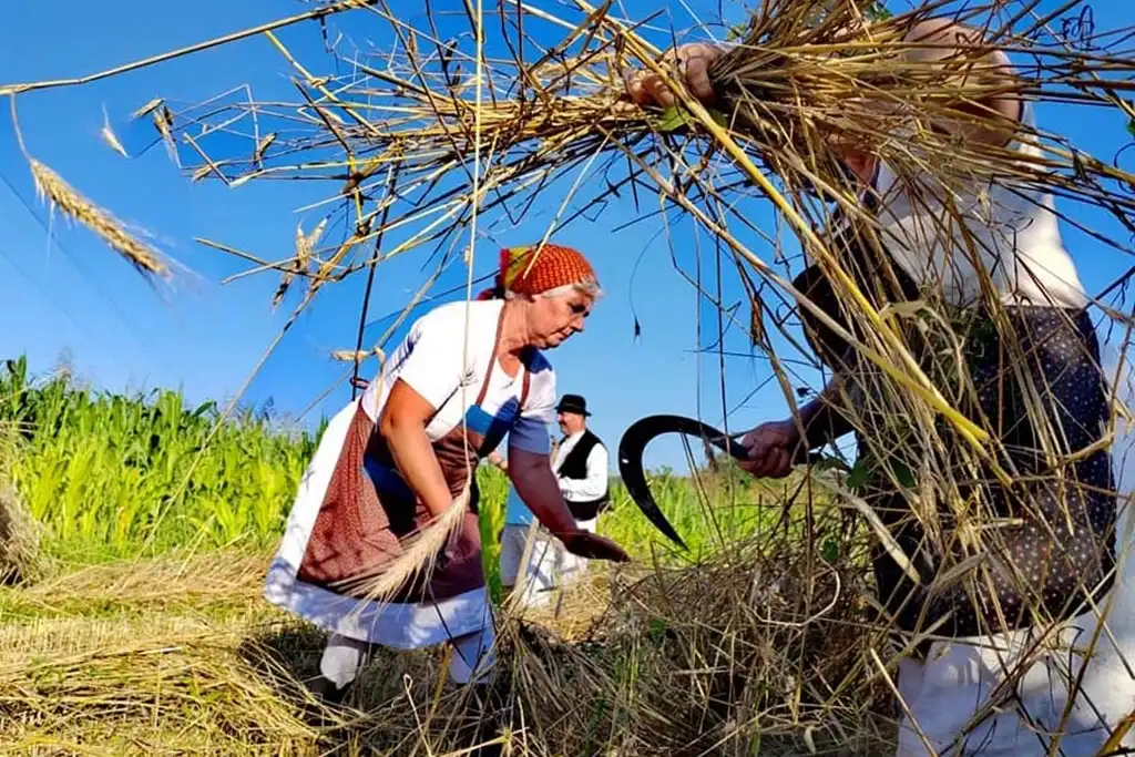 gvt ručna žetva raži (13) gvt ručna žetva raži (13)
