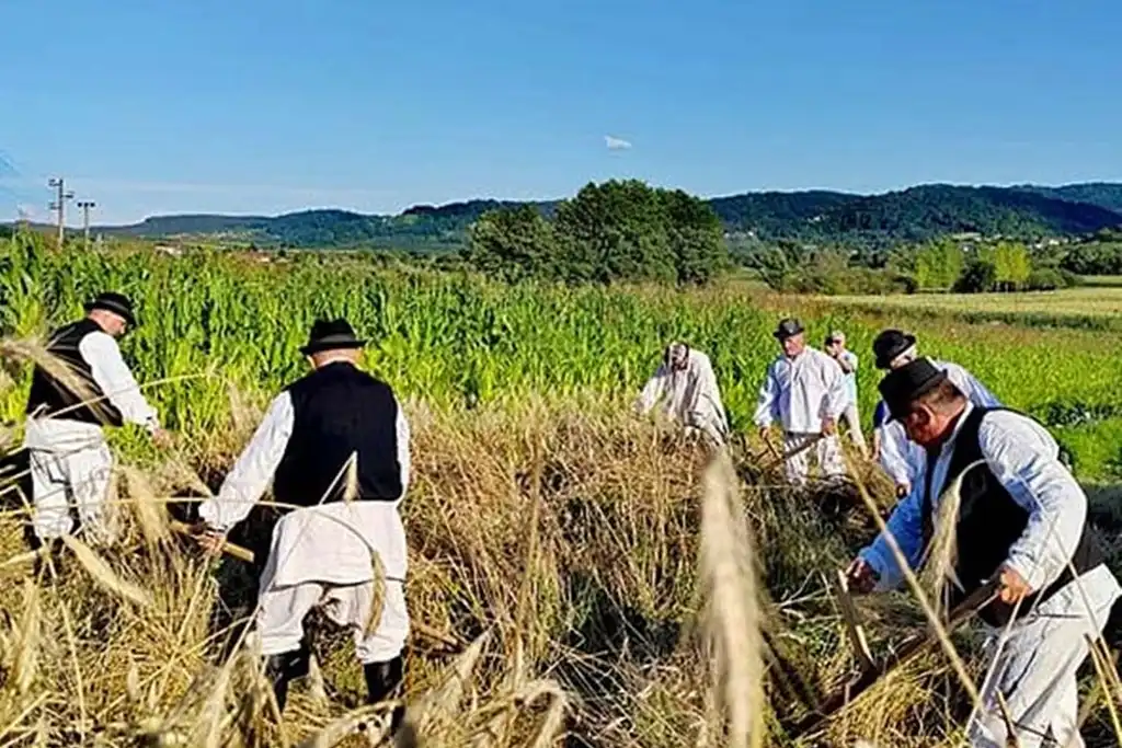 gvt ručna žetva raži (15) gvt ručna žetva raži (15)
