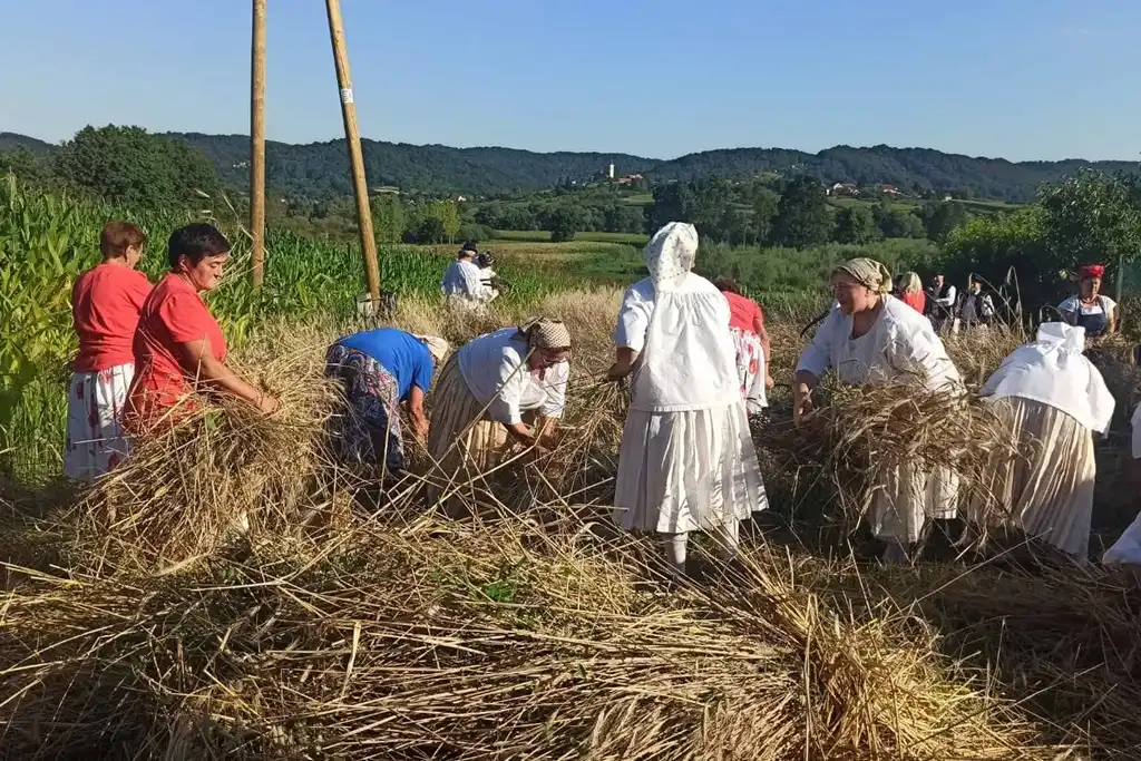 gvt ručna žetva raži (4) gvt ručna žetva raži (4)
