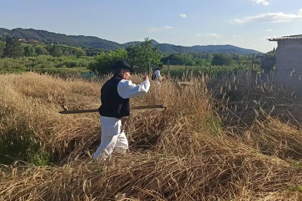 gvt ručna žetva raži (5) gvt ručna žetva raži (5)