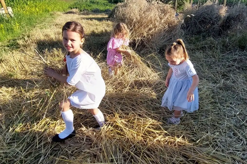 gvt ručna žetva raži (7) gvt ručna žetva raži (7)