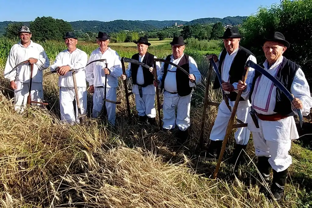 gvt ručna žetva raži (8) gvt ručna žetva raži (8)