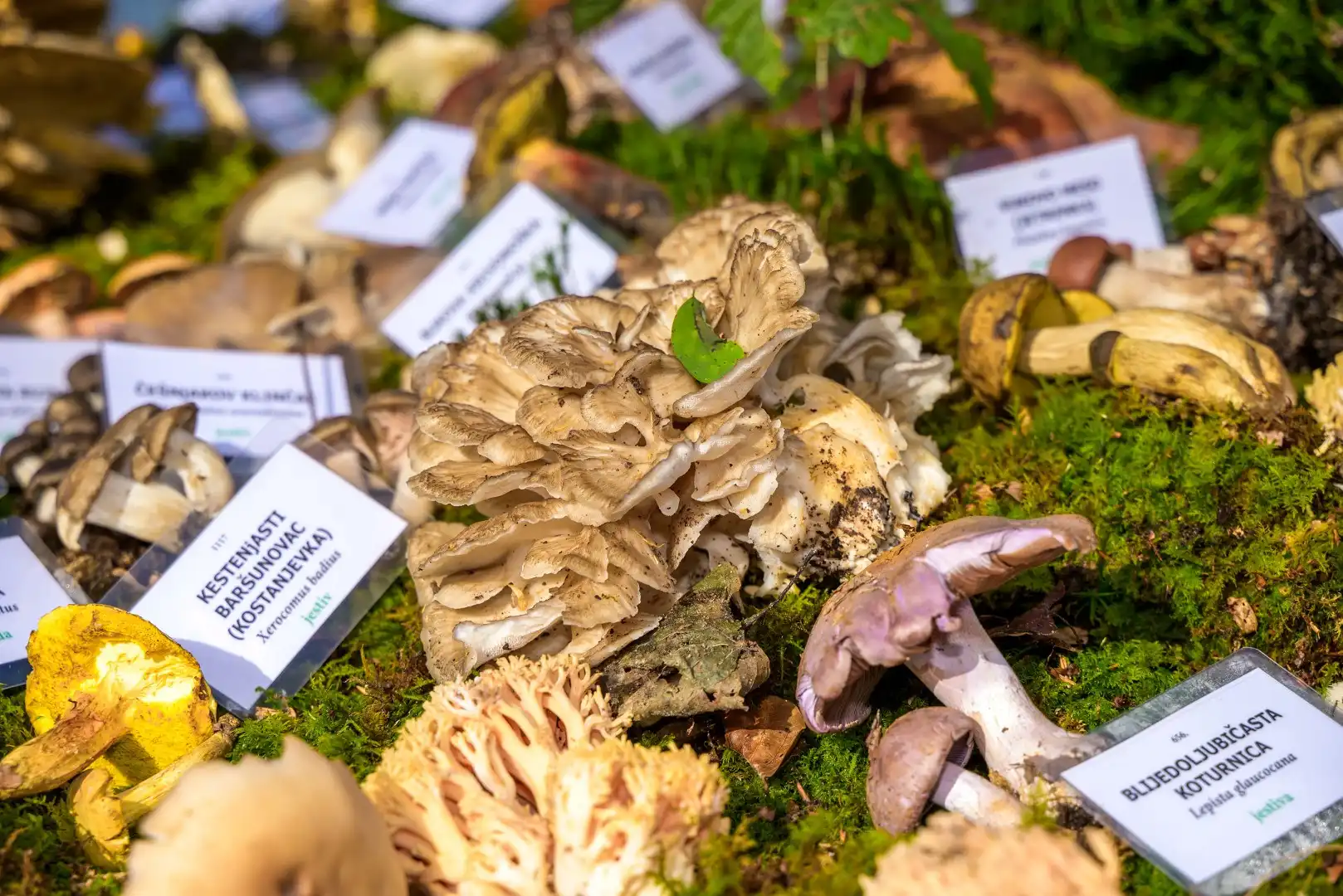 061024-cieselska-nedela-marusevec-36 (Large)