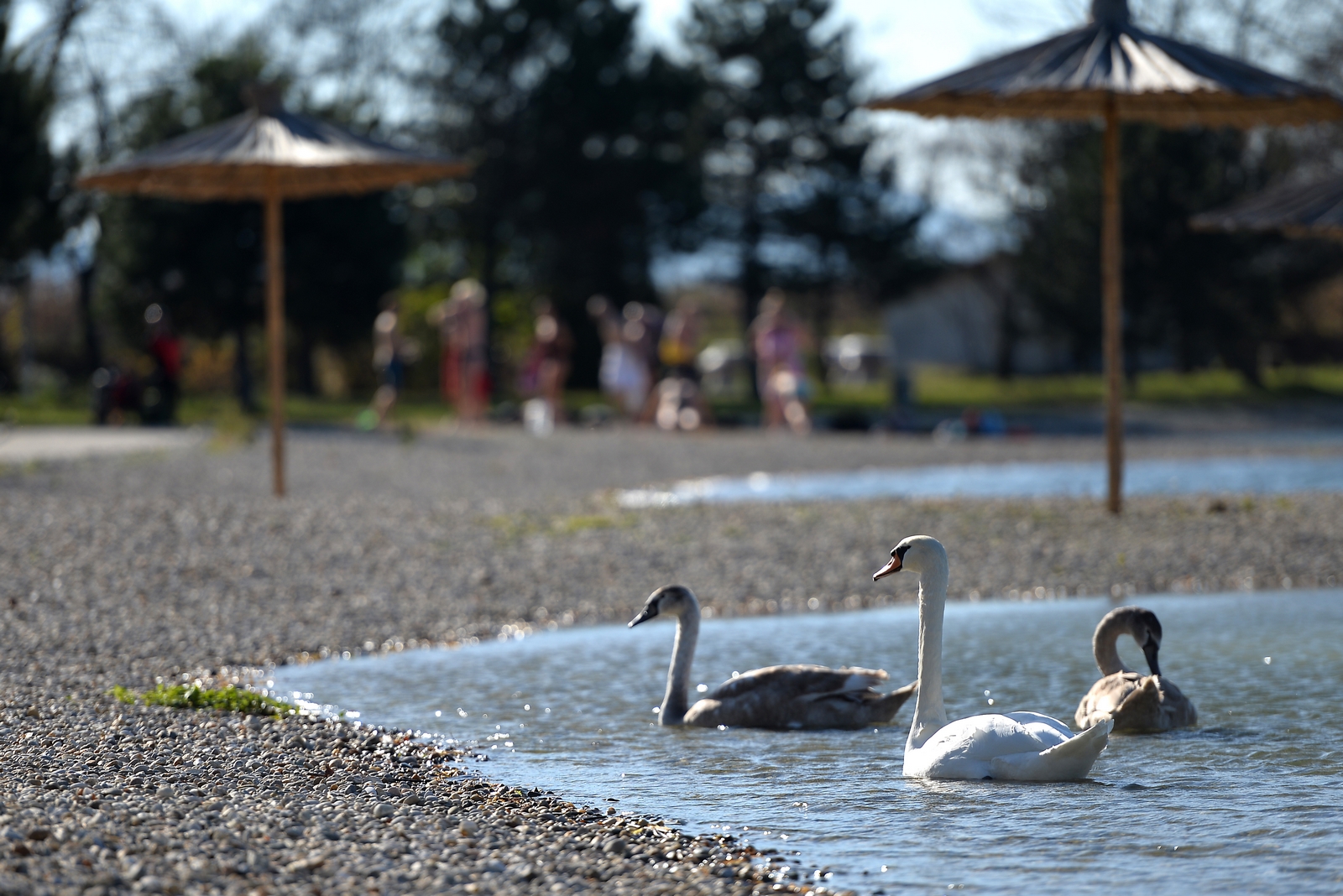 Zimsko kupanje na Aquacityju