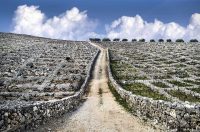 07 Prva nagrada – Tomislav Veić, Carstvo babića