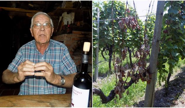 Franjo Lovrec: ‘Vinogradima prijeti katastrofa nacionalnih razmjera’