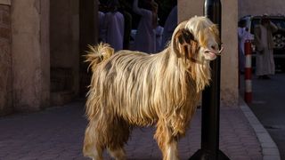 putovanjeumedjuzemljeoman002288