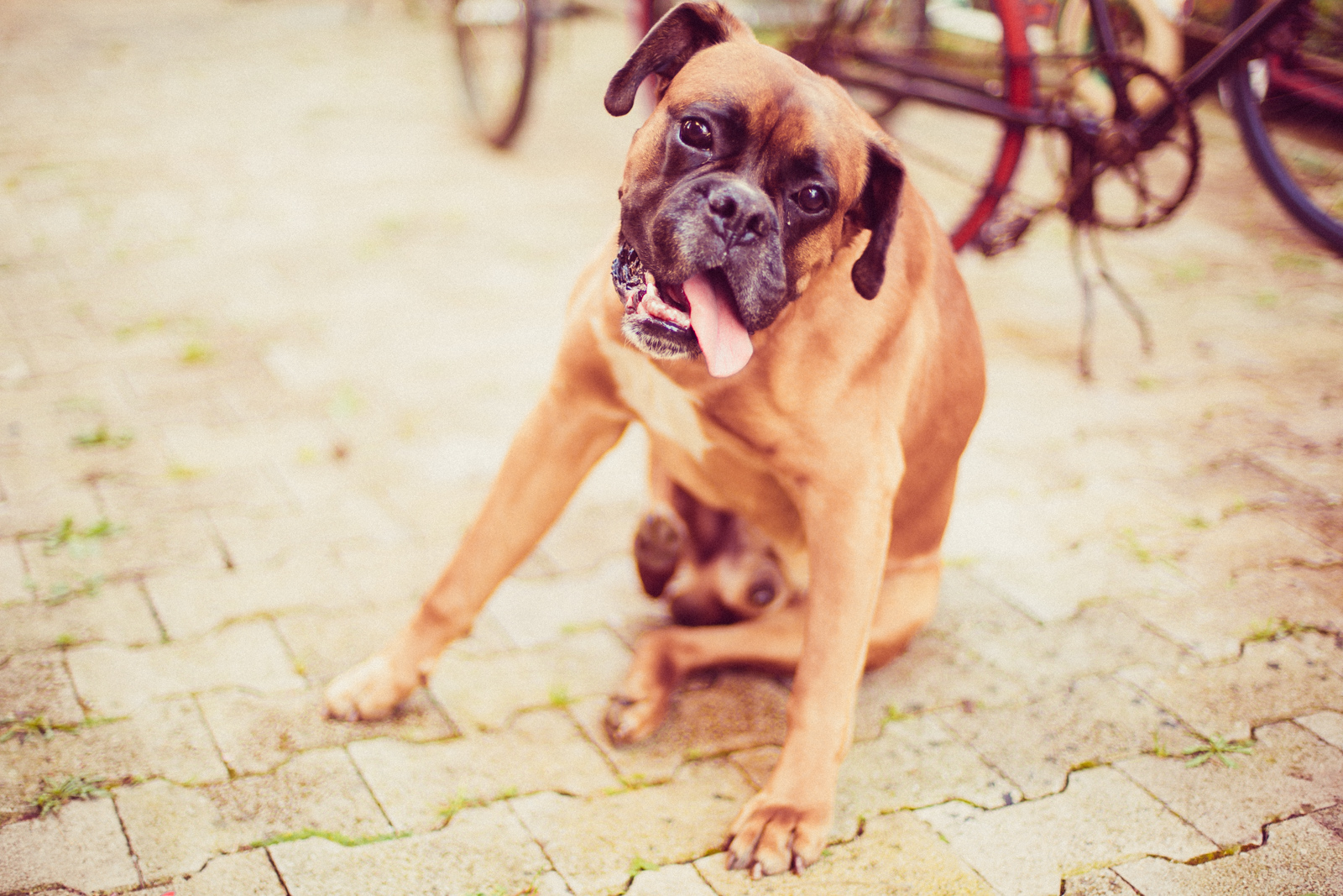 Stari bicikli Zvonka Skuhale