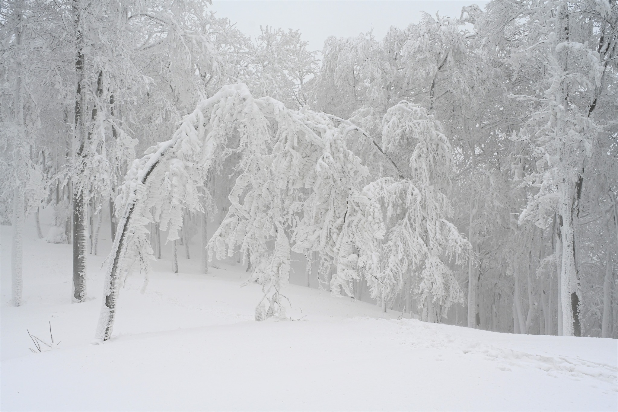 Ivanščica snijeg zima prognoza planina šuma