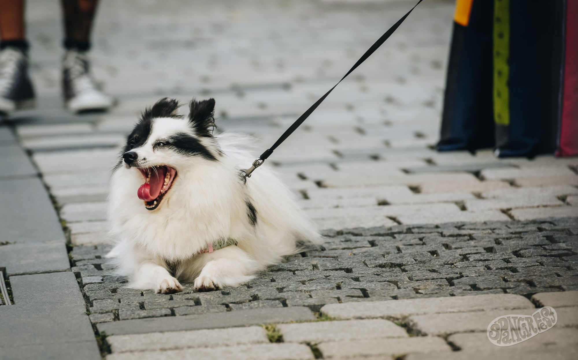 Image 5808847 (auto)