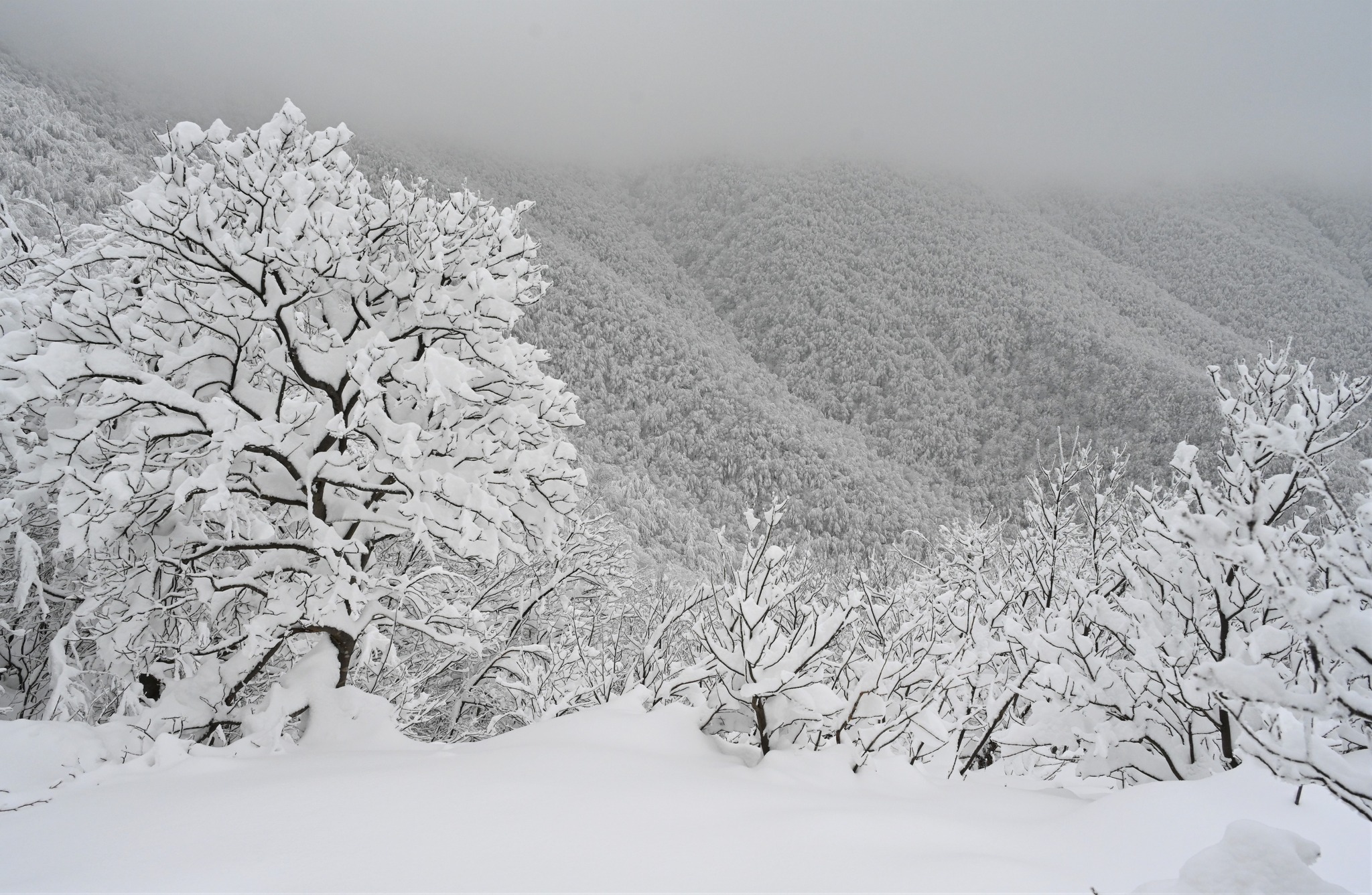 Ivanščica snijeg zima prognoza planina šuma