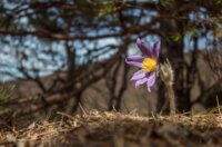 1.NAGRADA_Velika sasa ukras Ivanščice_Babin zub, Ivanščica_Biserka Hudoletnjak 1.NAGRADA_Velika sasa ukras Ivanščice_Babin zub, Ivanščica_Biserka Hudoletnjak