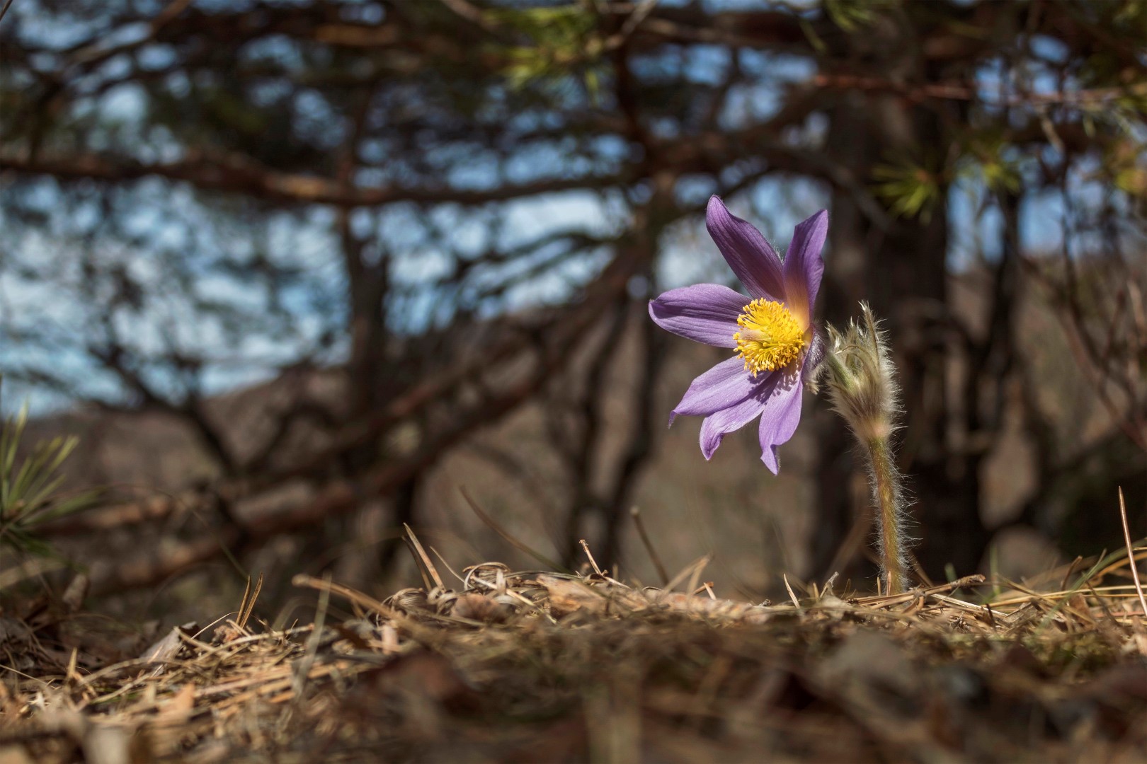 1.NAGRADA_Velika sasa ukras Ivanščice_Babin zub, Ivanščica_Biserka Hudoletnjak 1.NAGRADA_Velika sasa ukras Ivanščice_Babin zub, Ivanščica_Biserka Hudoletnjak