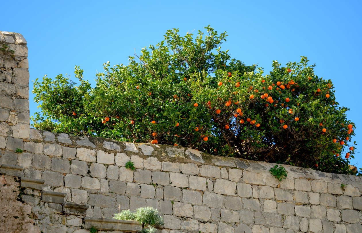 1000187857 1000187857