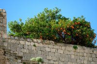 1000187857 1000187857