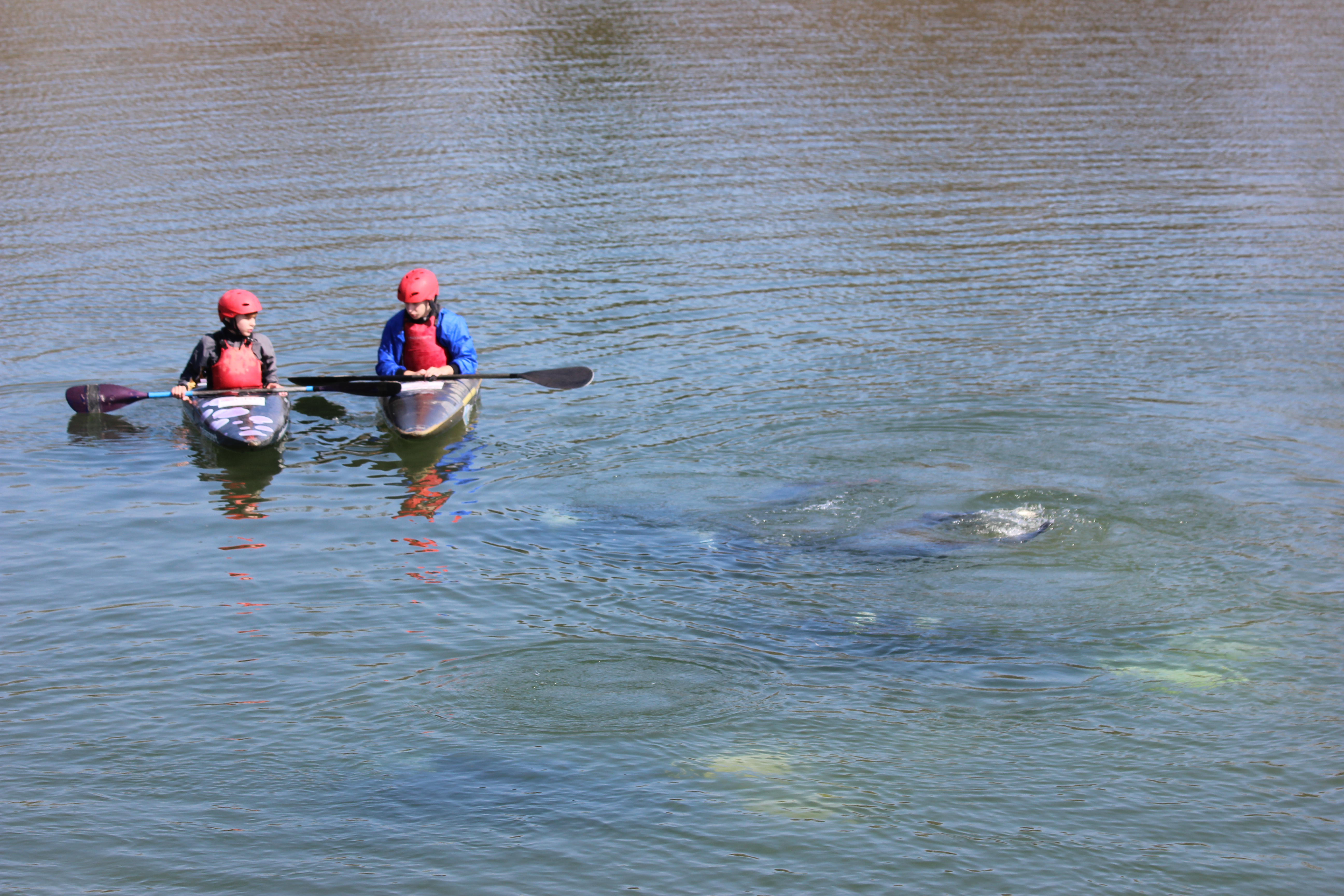 Čišćenje Drave Čišćenje Drave