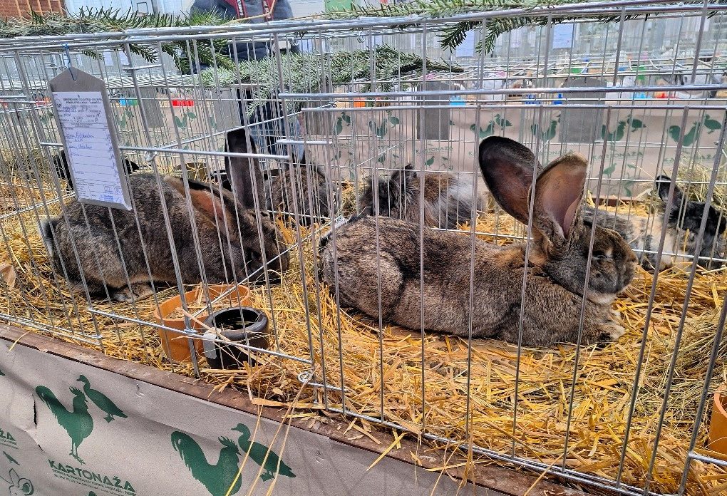 male životinje grad iv