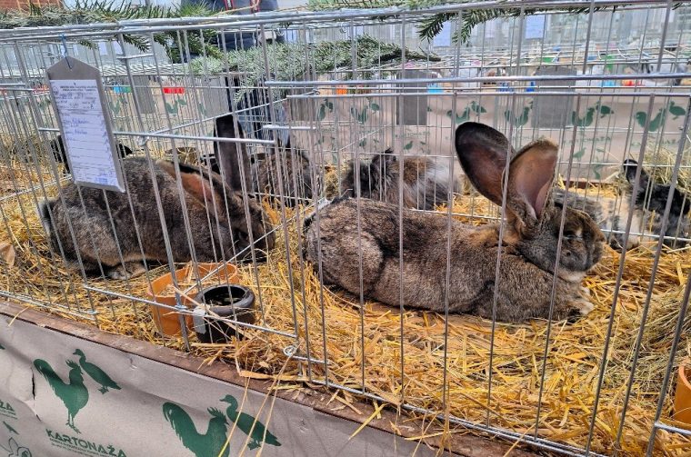 male životinje grad iv male životinje grad iv