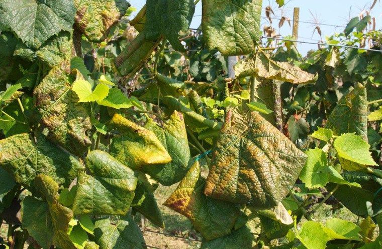 vinograd grad iva vinograd grad iva