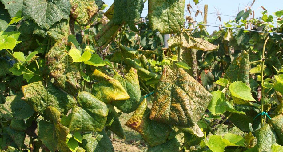 vinograd grad iva vinograd grad iva