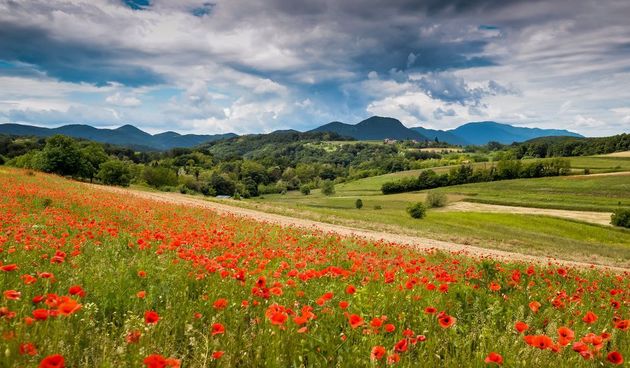 poljamakaseketin5153483 poljamakaseketin5153483