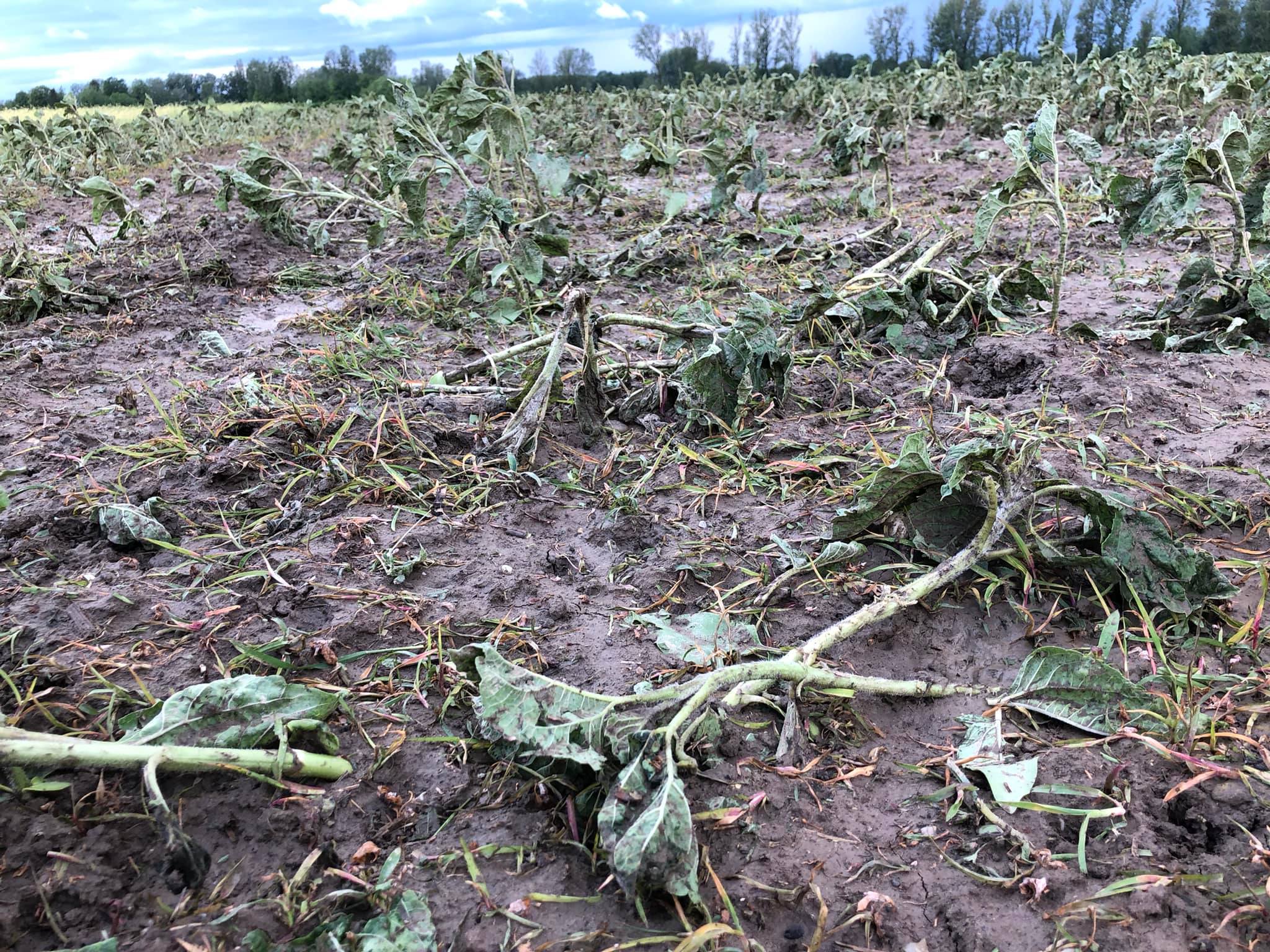 Tuča Veliki Bukovec