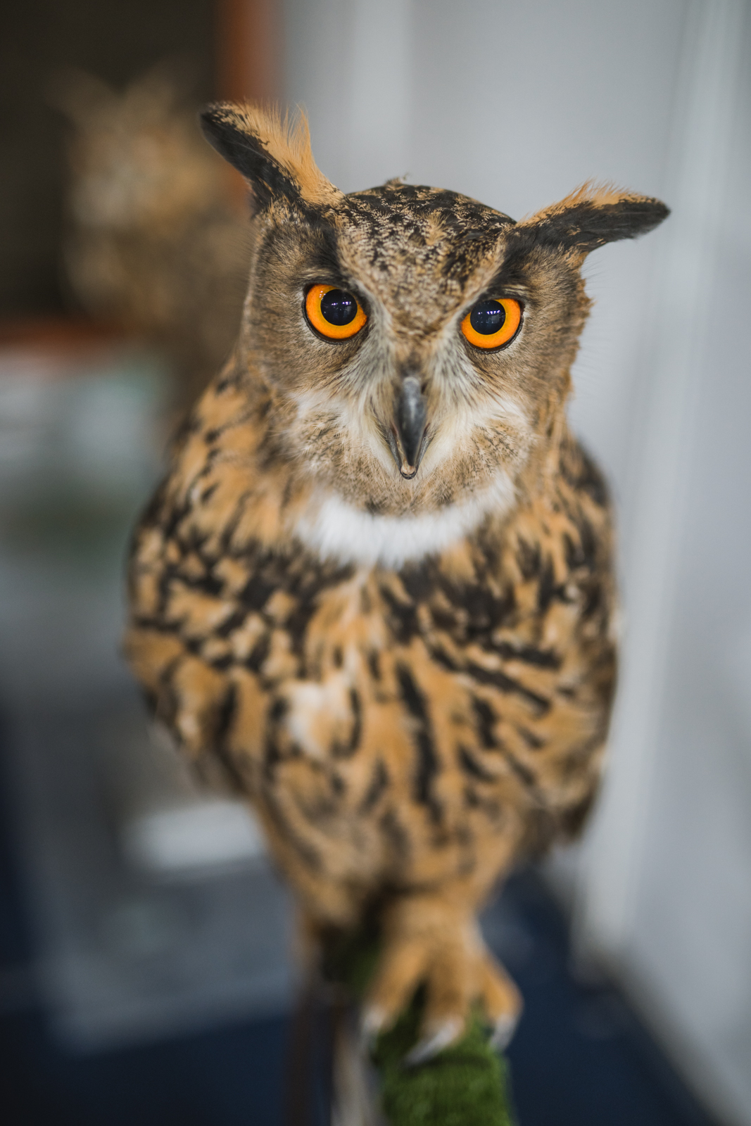 Međunarodni sajam ‘Priroda, lov, ribolov, turizam’ 2019., Arena Varaždin