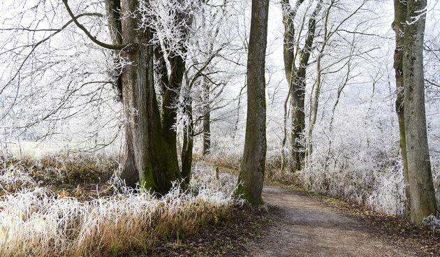 Prognoza – zima, mraz