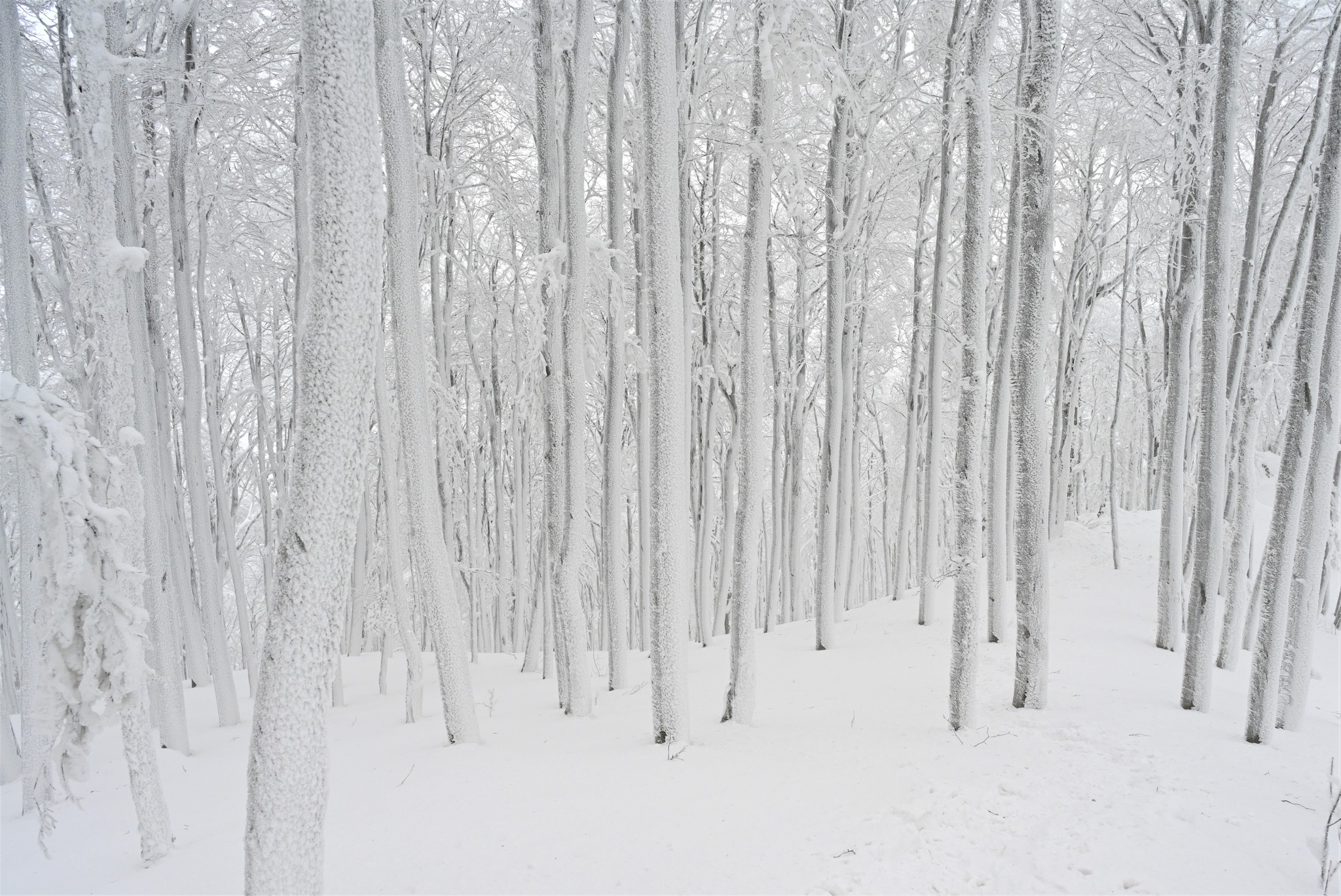 Ivanščica snijeg zima prognoza planina šuma