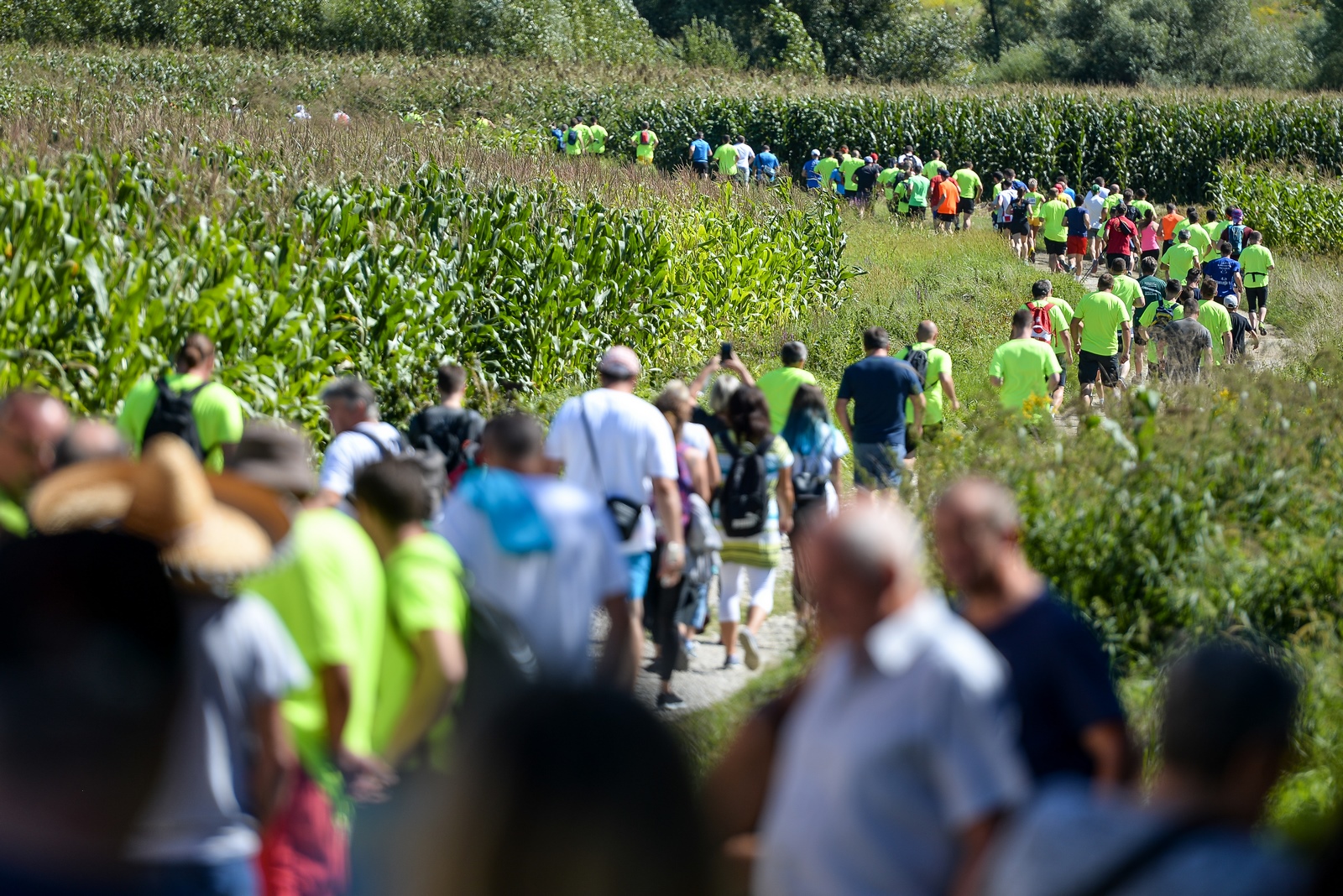 Opaka utrka, čevo Opaka utrka, čevo
